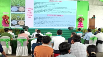 مهرجان مزارعي الأرز يستعرض مجموعة متنوعة من الأنواع الجديدة في دورة 2026